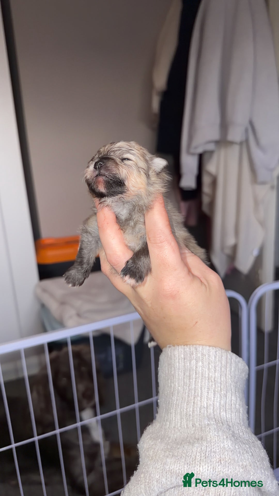 Pomeranian dogs for sale: Kc Pomeranians  - Advert 11