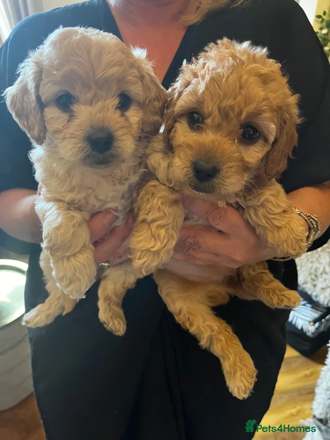 Cavapoo dogs for sale: F1B Cavapoos  - Advert 2