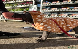 Cane Corso dogs for sale: Cane corso 11 week - Image 7