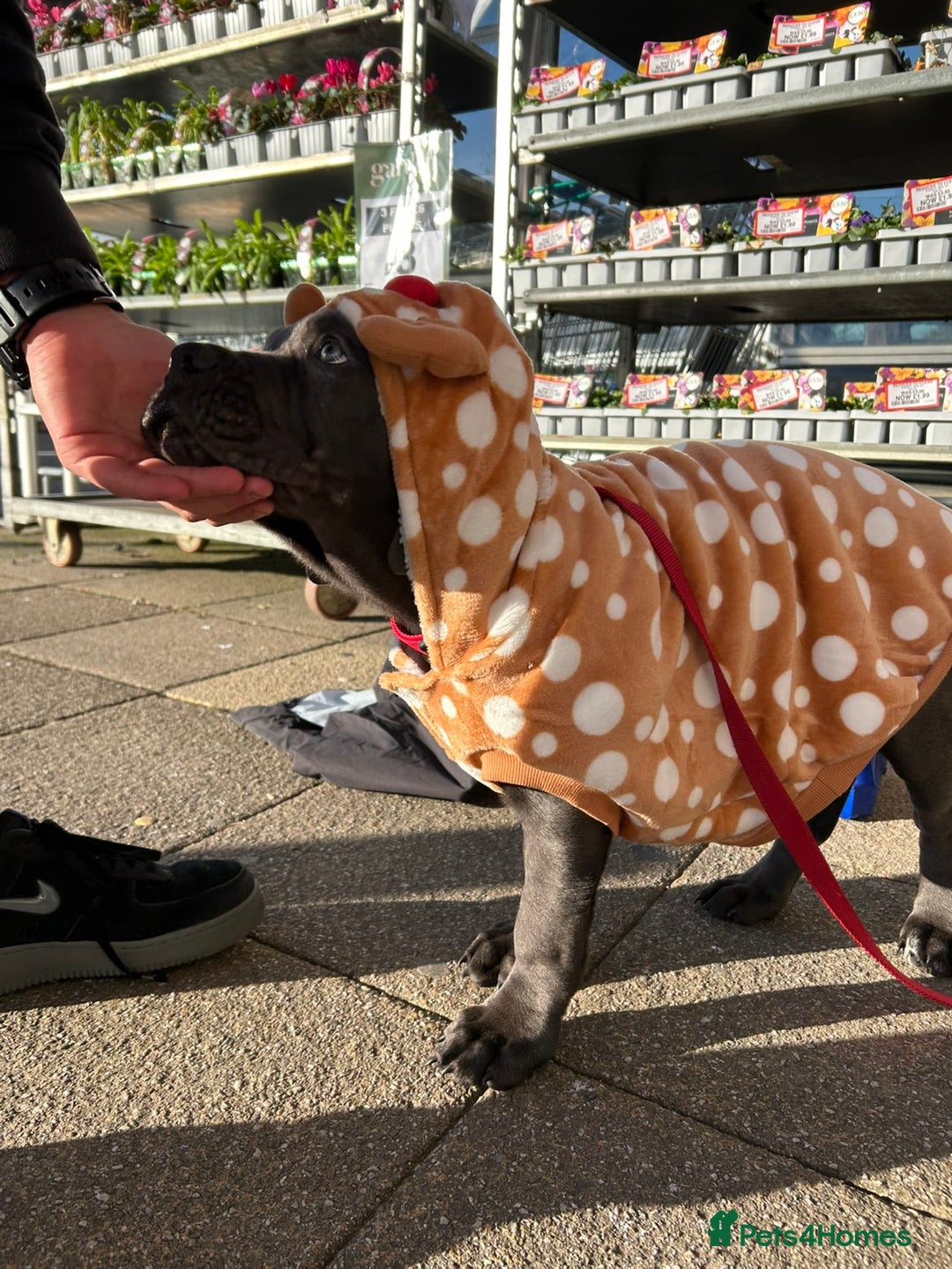 Cane Corso dogs for sale: Cane corso 11 week - Image 7