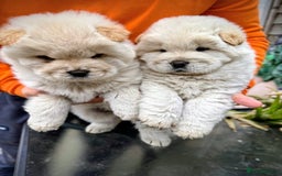 Chow Chow dogs for sale: Chow chow - Image 6