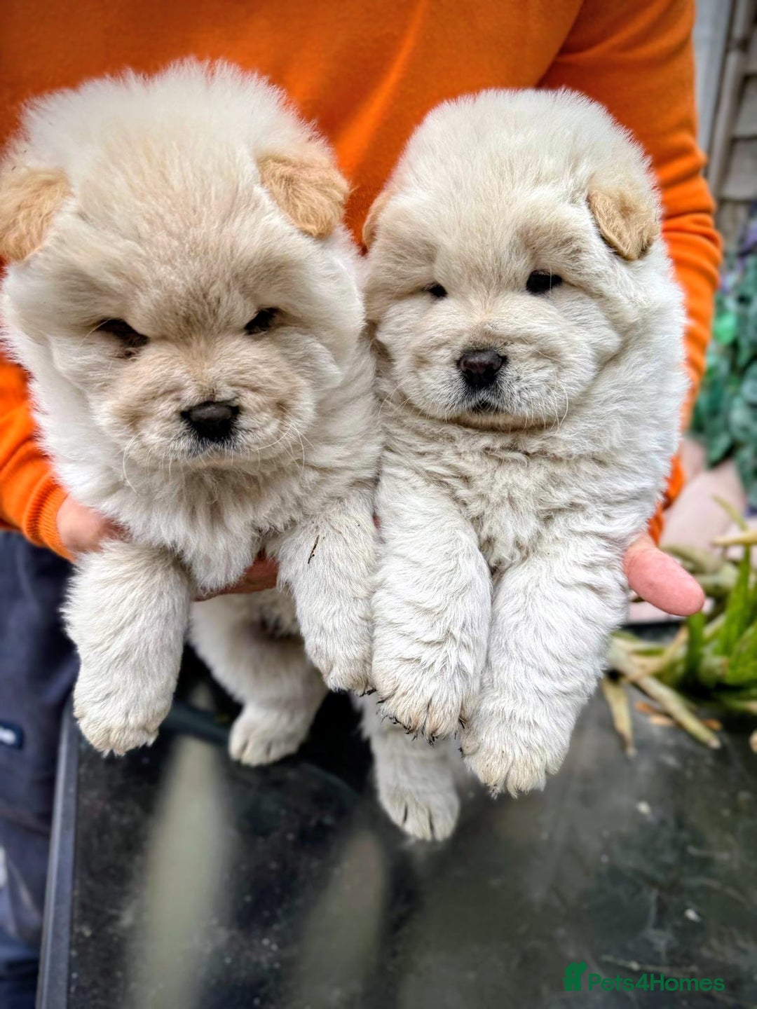 Chow Chow dogs for sale: Chow chow - Image 6