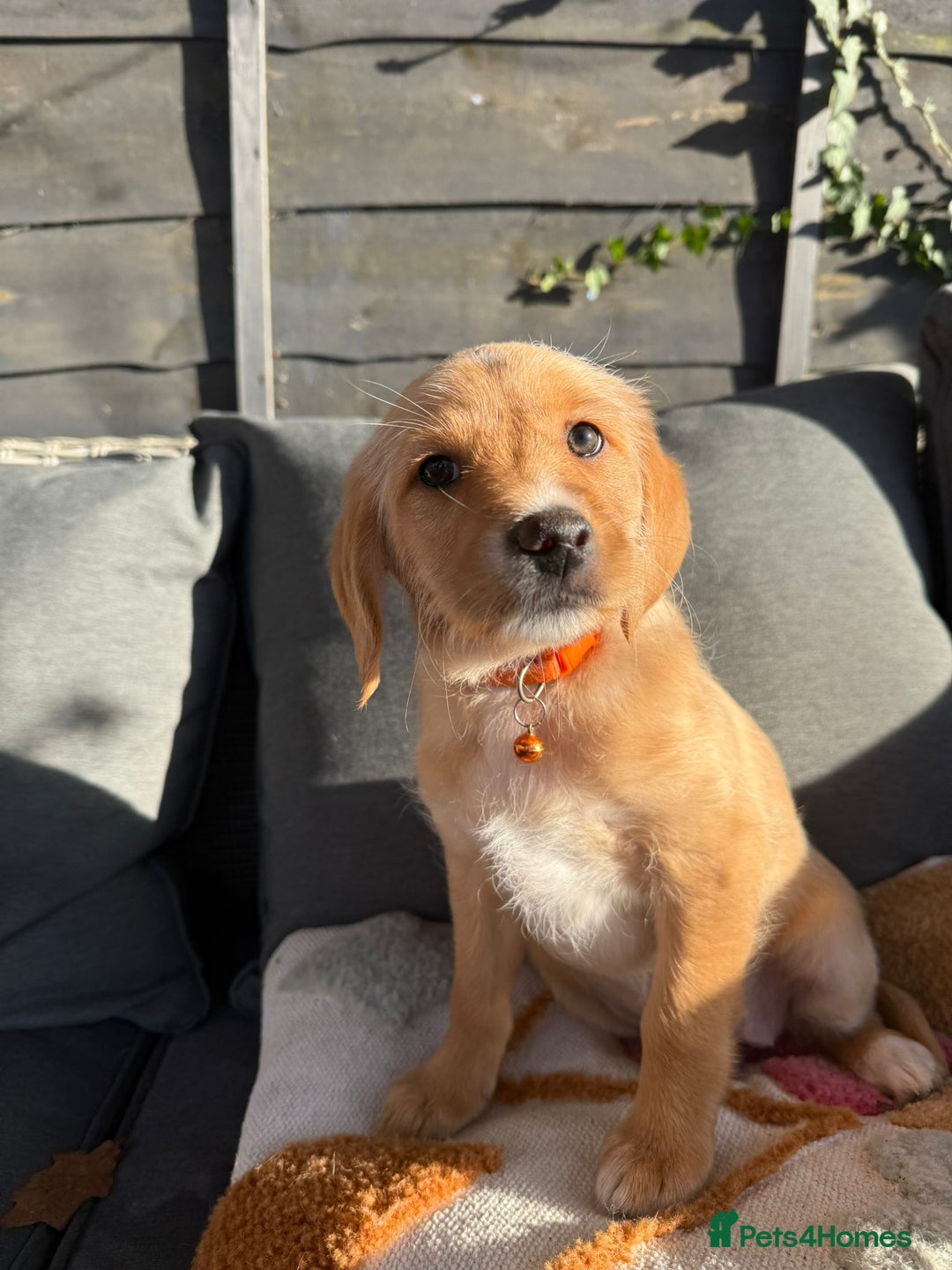 Australian Labradoodle dogs for sale: Australian Labradoodle Puppies F1b - Advert 11