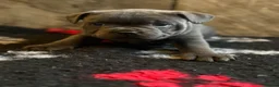 Staffordshire Bull Terrier dogs for sale: NOW READY! Pharaon X Piro X Bill Champion pups - Advert 24