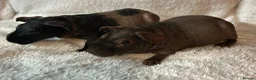 Guinea Pig rodents for sale: Skinny Pig Sows.  - Advert 1