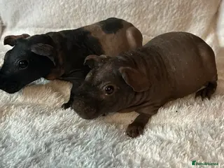 Guinea Pig rodents Skinny Pig Sows. - Advert 1