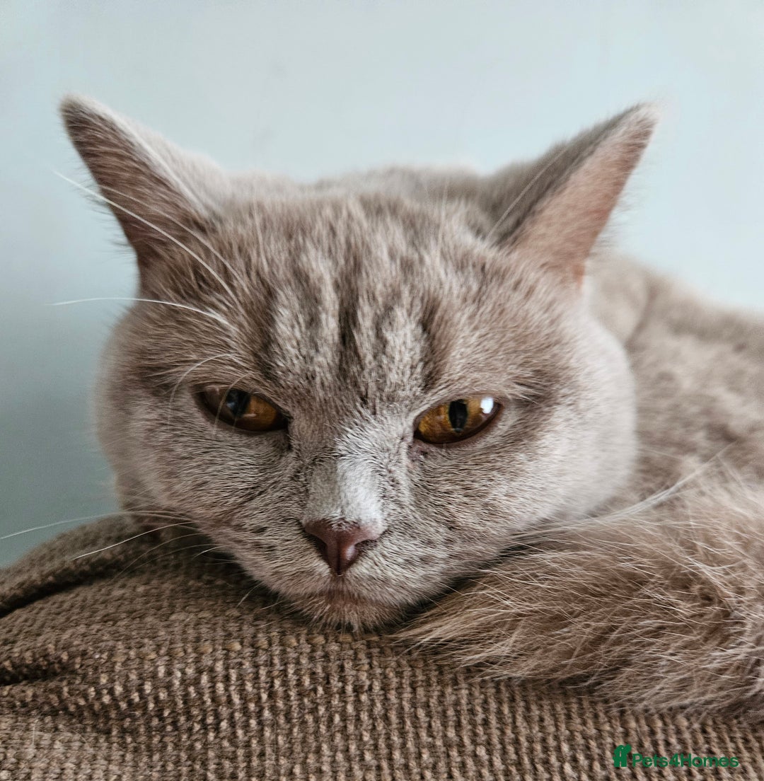 British Shorthair cats for sale: Gorgeous 20mth Female Lilac British Shorthair - Image 5