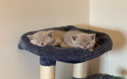 British Shorthair cats for sale: GCCF registered lilac kittens  - Image 5