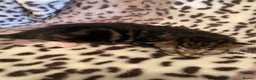 Bengal cats for sale: 4 beautiful Bengal X kittens for sale  - Advert 9
