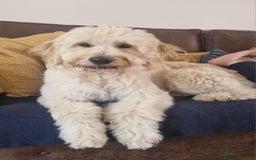 Goldendoodle dogs for stud: Beautiful large goldendoodle for stud - Image 1
