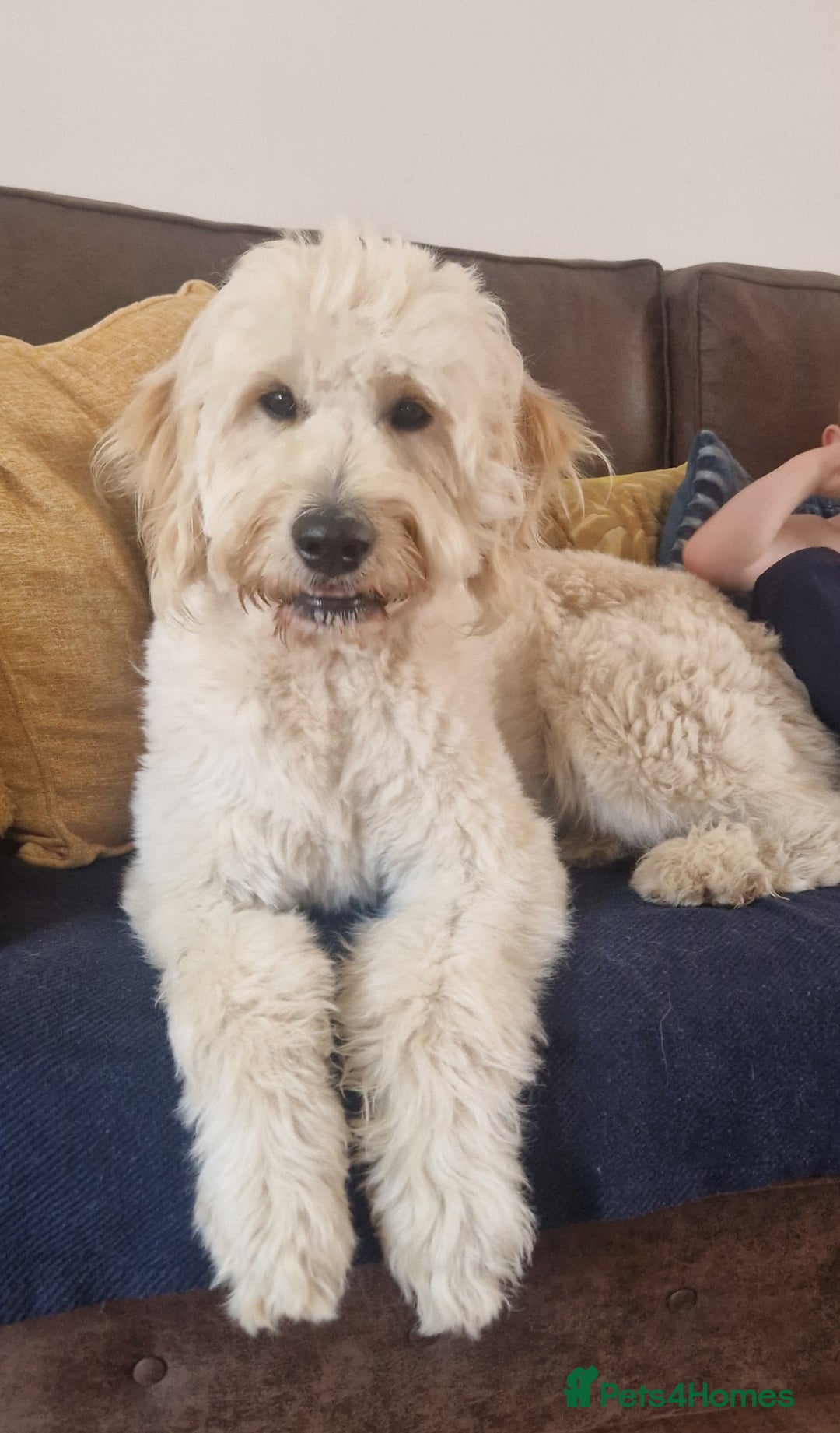 Goldendoodle dogs for stud: Beautiful large goldendoodle for stud - Image 1