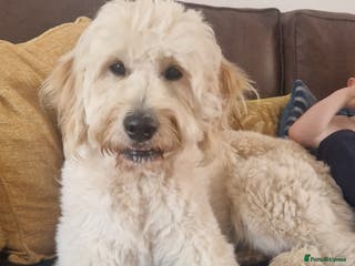 Goldendoodle dogs Beautiful large goldendoodle for stud - Advert 10