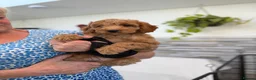Mini Goldendoodle dogs for sale: Beautiful Miniature Goldendoodles Ready Now - Advert 13