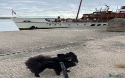 Pomeranian dogs for sale: Beautiful mix of Russian/Chi Tien Pomeranian Pups - Image 7