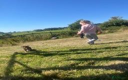 Mixed Breed dogs for sale: Beautiful beagle cross puppies - Image 8
