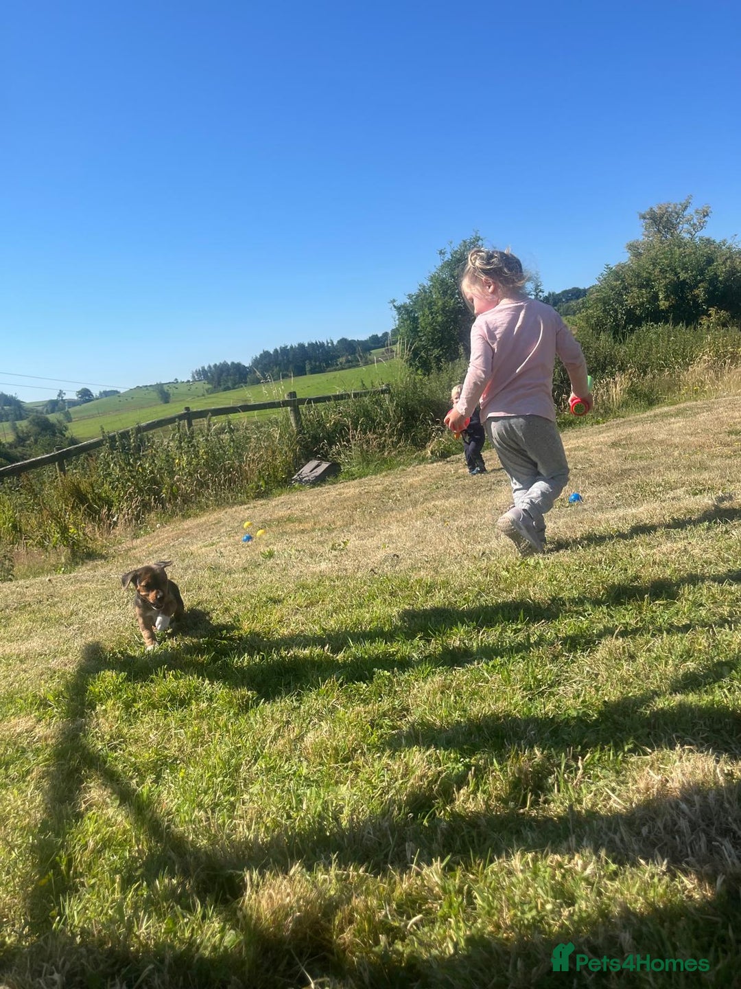 Mixed Breed dogs for sale: Beautiful beagle cross puppies - Image 8