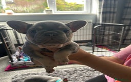 French Bulldog dogs for sale: Two stunning lilac and tan frenchies - Image 4