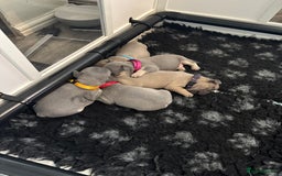 French Bulldog dogs for sale: French bulldog puppies - Image 16