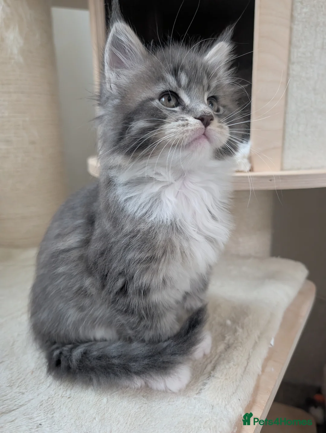 Maine Coon cats for sale: Beautiful Tica Registered Maine Coon kittens  - Advert 3