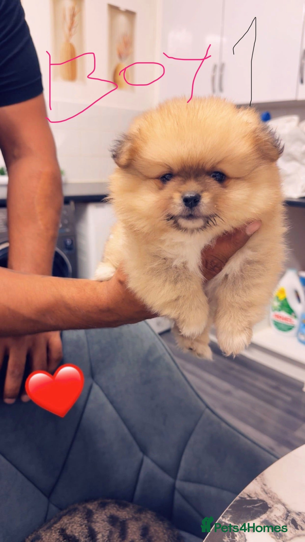 Pomeranian dogs Puppy’s  - Advert 1