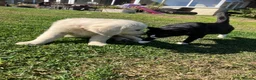 Golden Retriever dogs for sale: Kc beautiful girl  - Advert 5