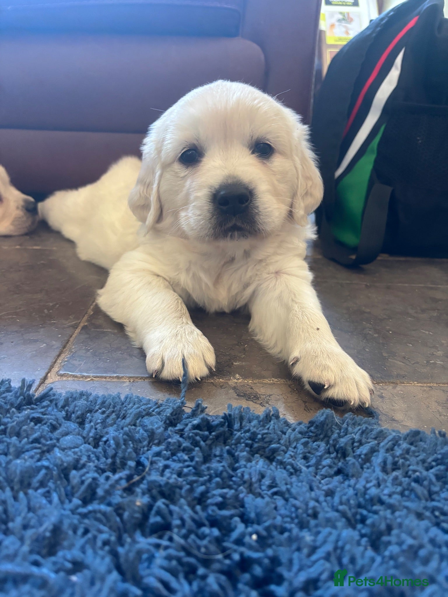 Golden Retriever dogs Kc golden retriever pups health tested parents - Advert 2