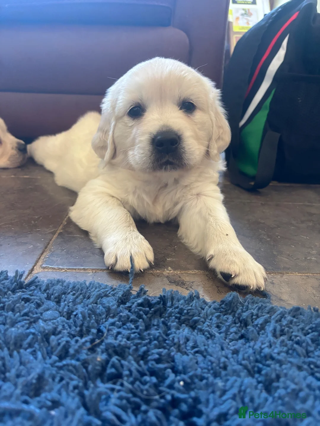 Golden Retriever dogs for sale: Kc golden retriever pups health tested parents - Advert 2