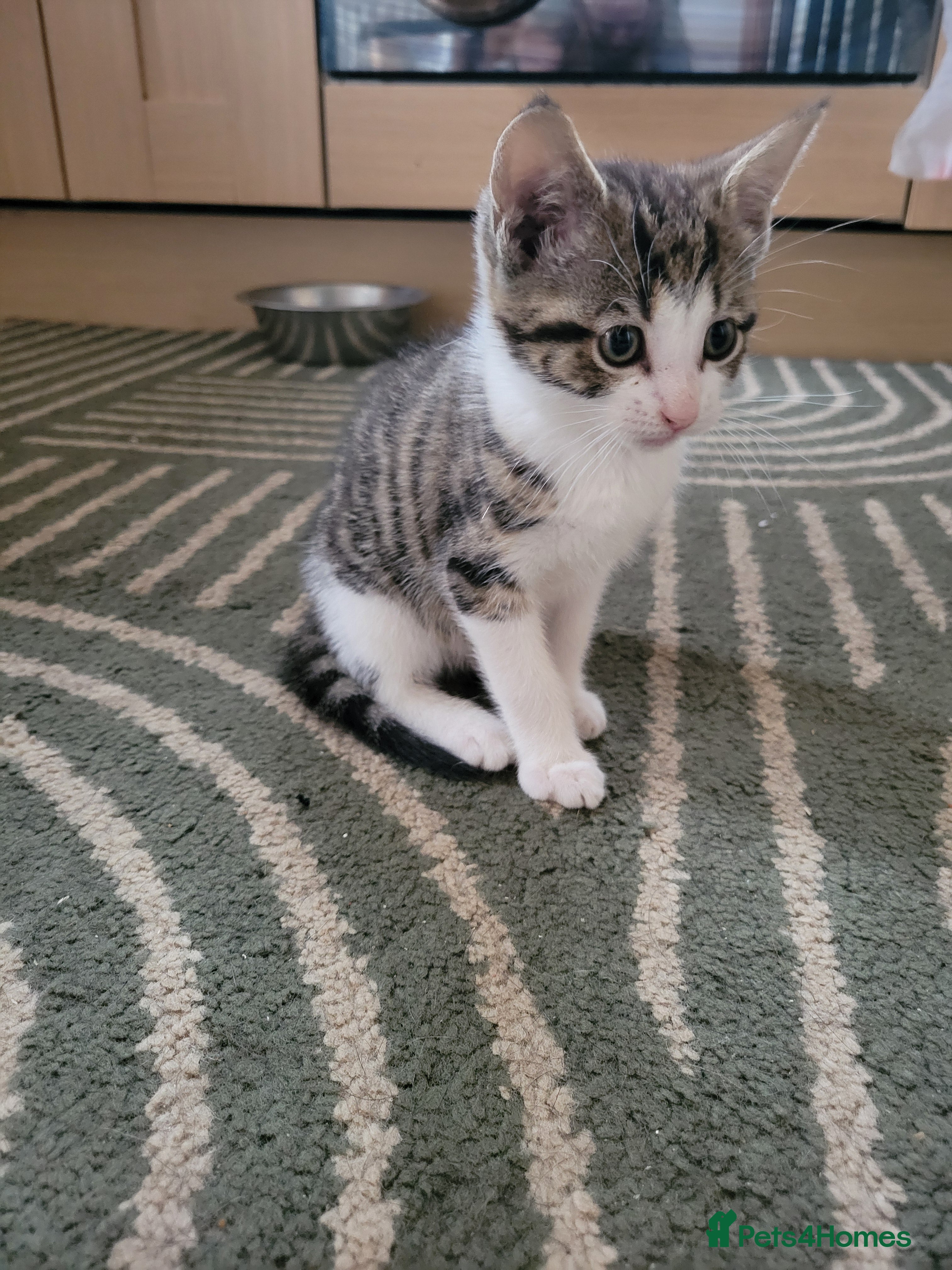 Mixed Breed Kitten 4