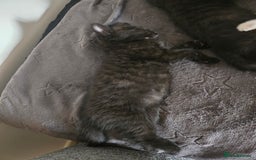 Mixed Breed cats for sale: Ragdoll X Kittens - Image 21