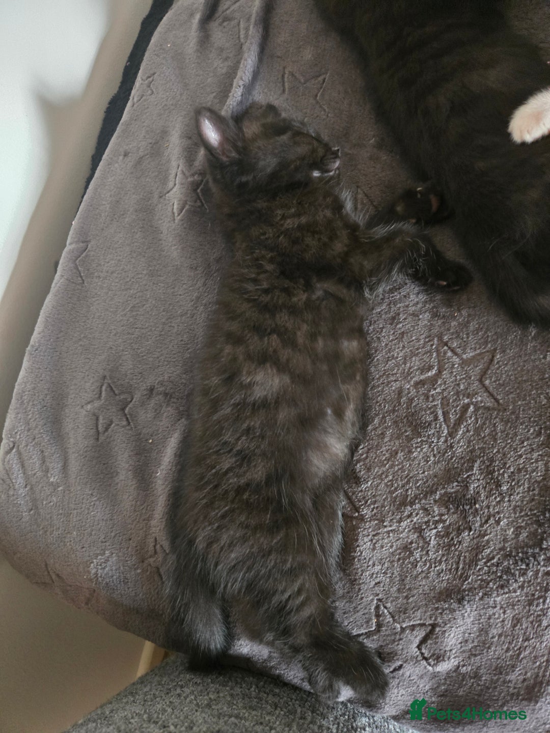 Mixed Breed cats for sale: Ragdoll X Kittens - Image 21