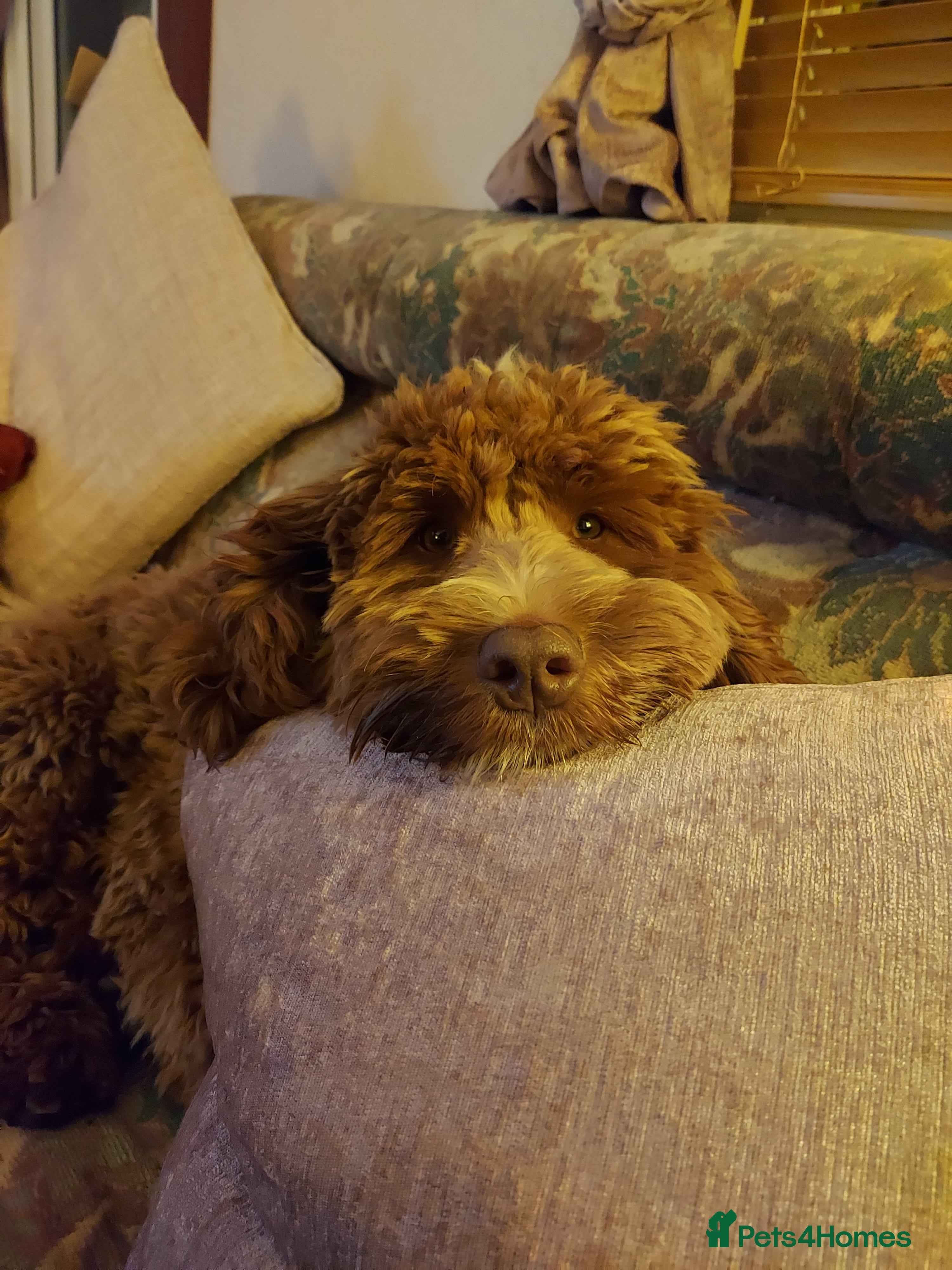 Cockapoo dogs Goregous Red F1 Cockapoo for Stud - Advert 5