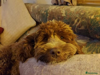 Cockapoo dogs - Advert 12