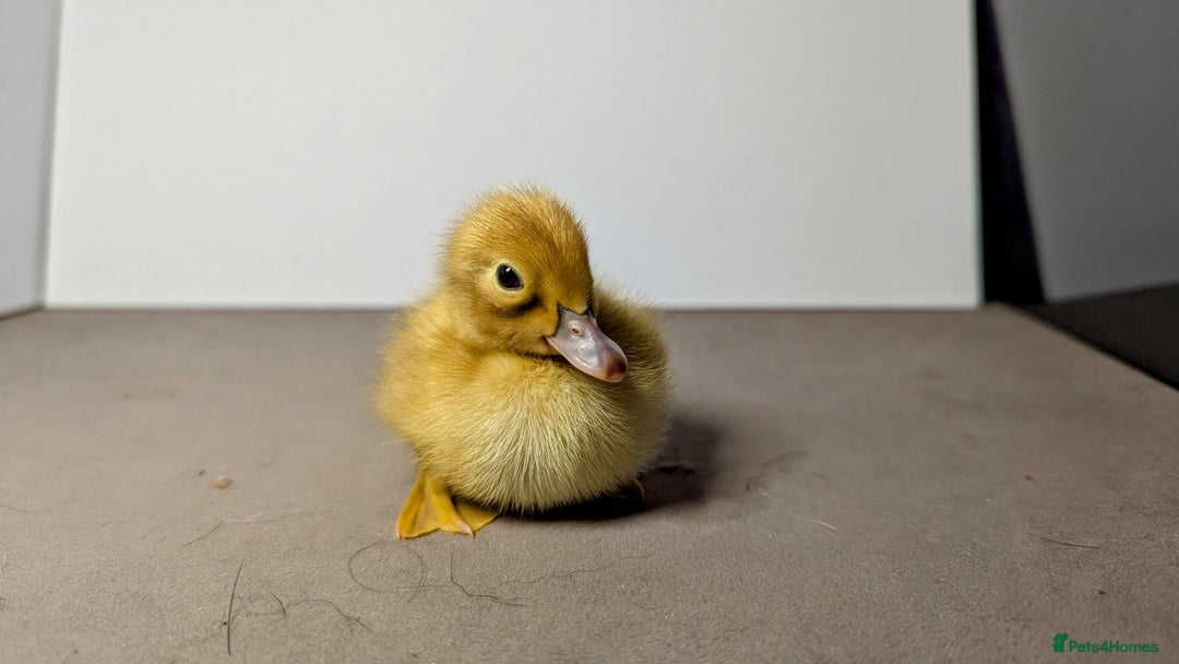 Ducks poultry for sale: 14 Welsh Harlequin Ducklings - Image 7