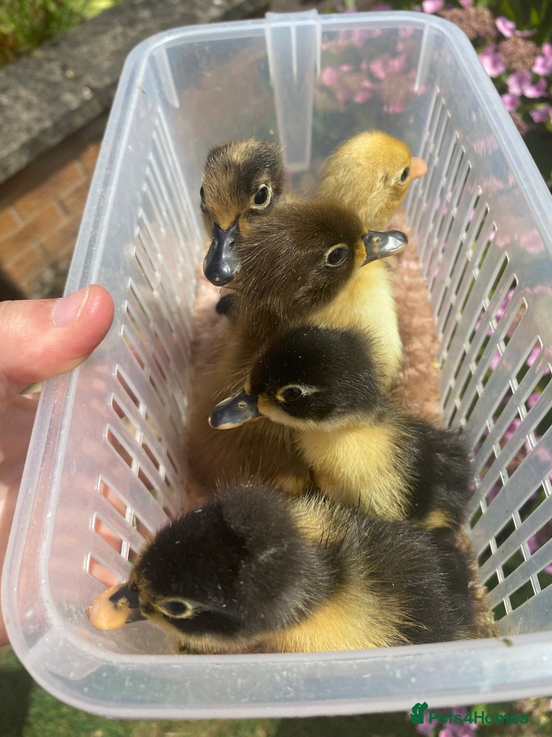 Ducks poultry for sale: Indian Runner Duck Ducklings + Fertile Eggs - Image 6