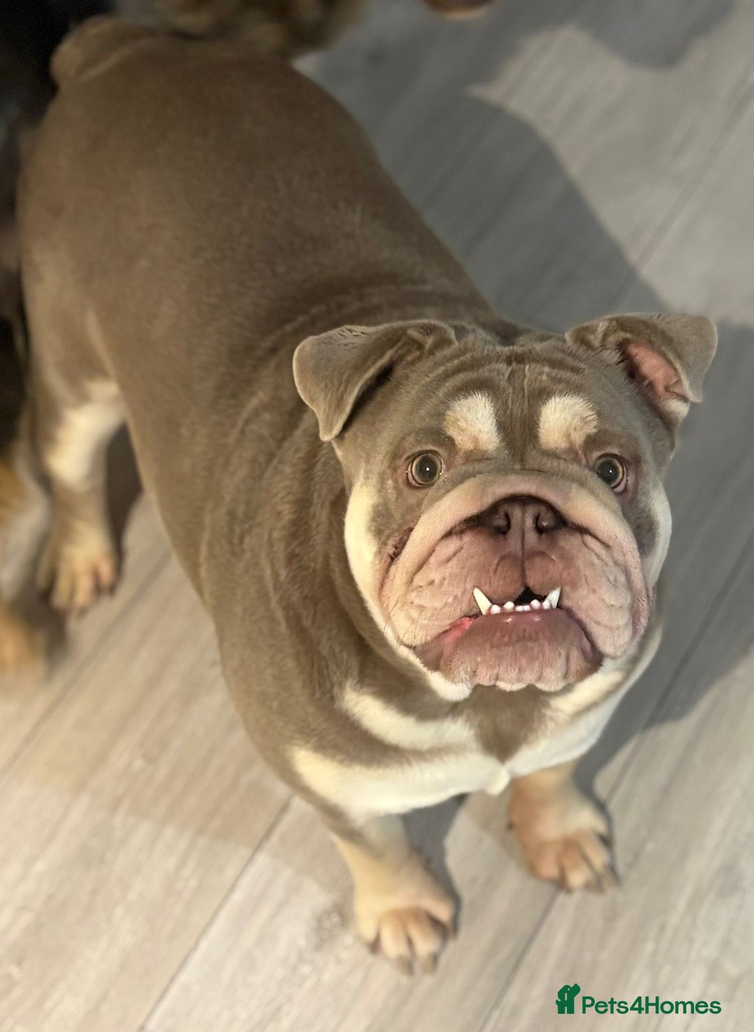 English Bulldog dogs for sale: Lilac & tan bulldog female - Advert 3