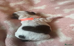 Shih Tzu dogs for sale: ⭐️Beautiful  Shih~Tzu puppies Ready 3rd October🐾 - Image 12