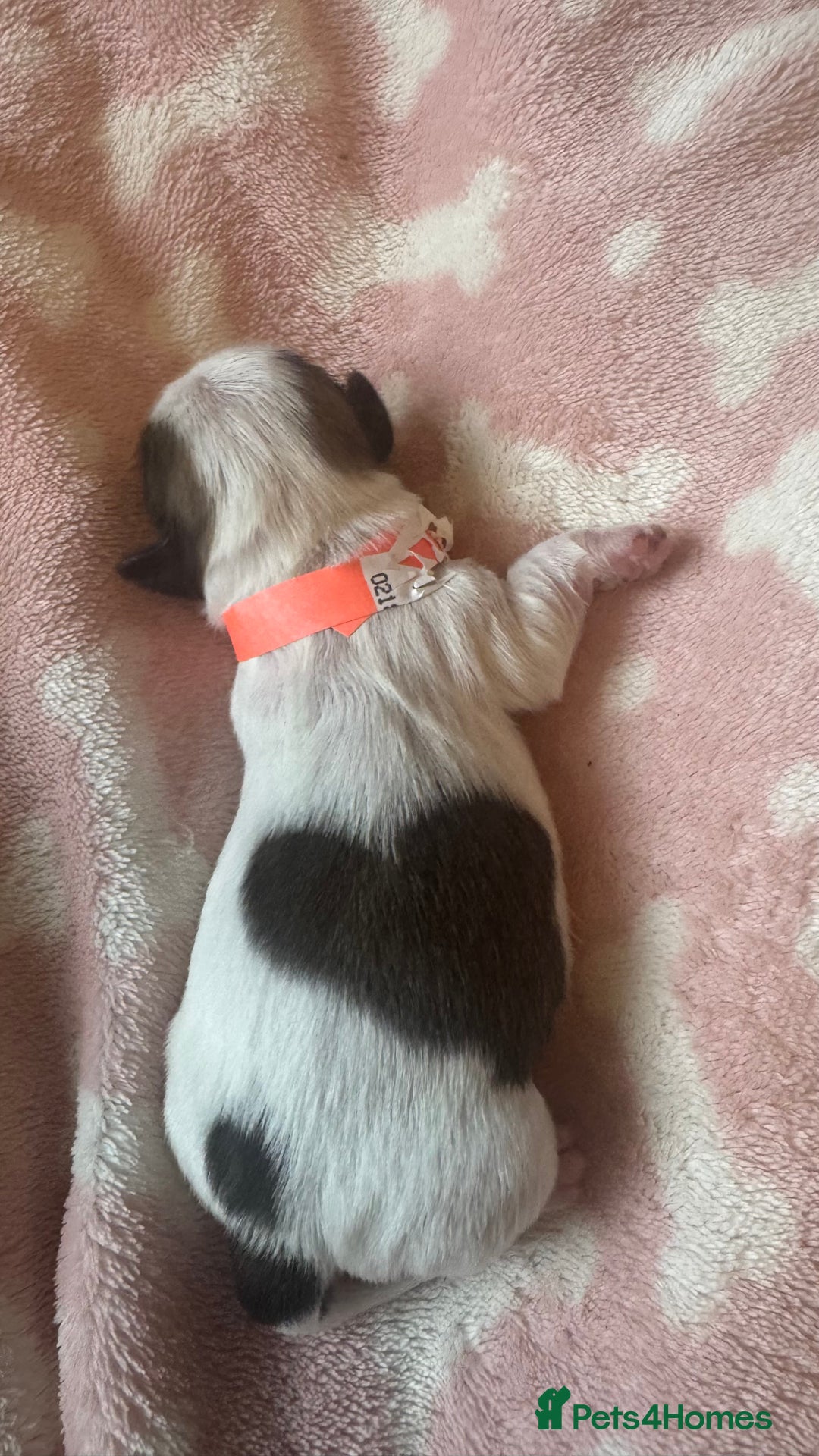 Shih Tzu dogs for sale: ⭐️Beautiful  Shih~Tzu puppies Ready 3rd October🐾 - Image 12