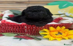Toy Poodle dogs for sale: 🍇🐩 Last Girl Available 🐩🍇 - KC Toy Poodles 🐩✨ - Image 7