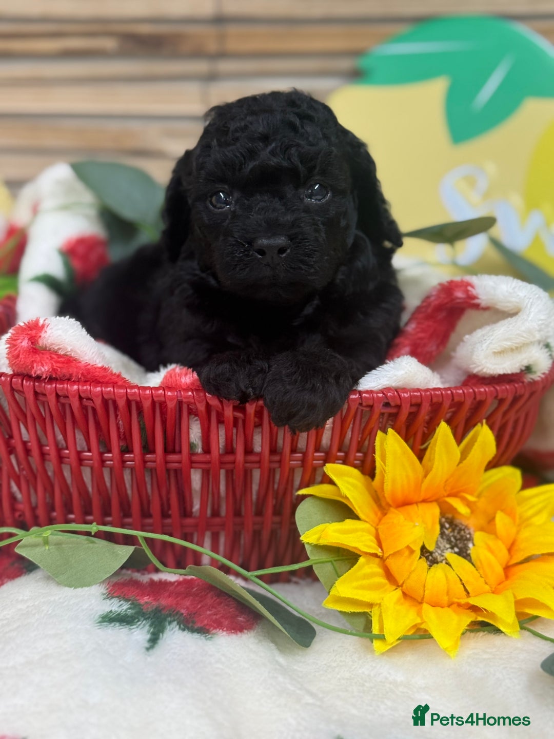 Toy Poodle dogs for sale: 🍇🐩 Last Girl Available 🐩🍇 - KC Toy Poodles 🐩✨ - Image 7