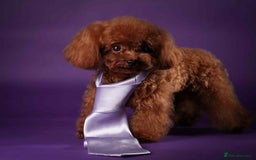 Maltipoo dogs for sale: Tiny F1 Asian Maltipoo puppies. Reserve now! - Image 24
