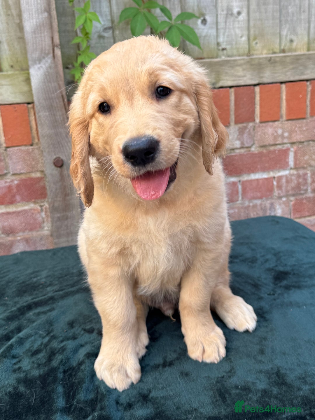 Golden Retriever dogs for sale: Show x Working. Naturally raised. Crate training  in Warminster - Image 1