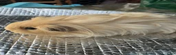 Guinea Pig rodents for sale: Beautiful herd of 5 female guinea pigs  - Advert 1
