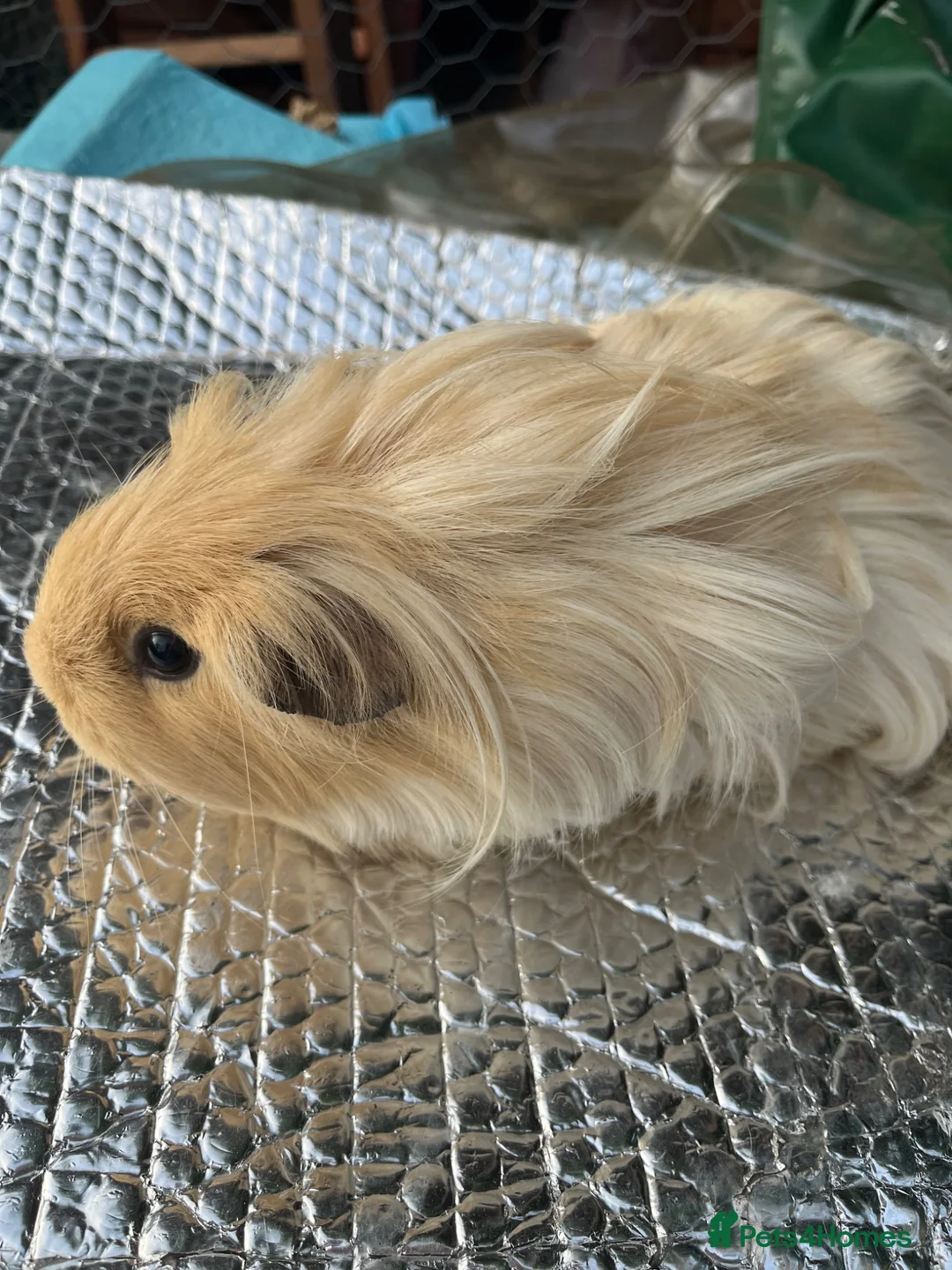 Guinea Pig rodents for sale: Beautiful herd of 5 female guinea pigs  - Advert 1