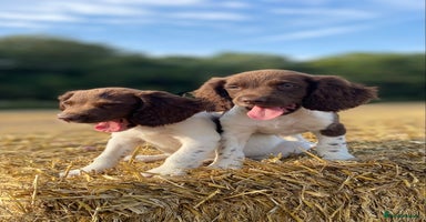 English Springer Spaniel dogs - Advert 5