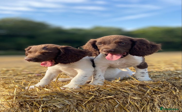 English Springer Spaniel dogs - Advert 1