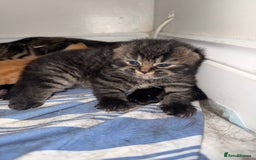 British Shorthair cats for sale: Gorgeous Fluffy British Shorthair Mix Kitten - Advert 4