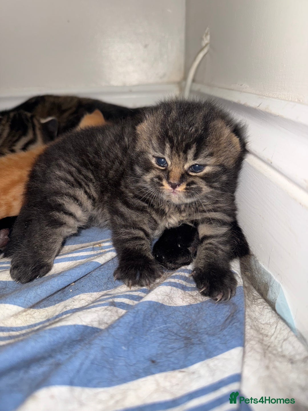 British Shorthair cats for sale: Gorgeous Fluffy British Shorthair Mix Kitten - Advert 4