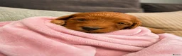 Cockapoo dogs for sale: 5 stunning F2 cockapoo puppies - Advert 5
