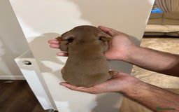 Miniature Dachshund dogs for sale: Miniature dachshunds  - Image 6