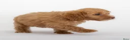 Cavapoo dogs for sale: DNA health tested Beautiful F1b Cavapoos - Advert 9